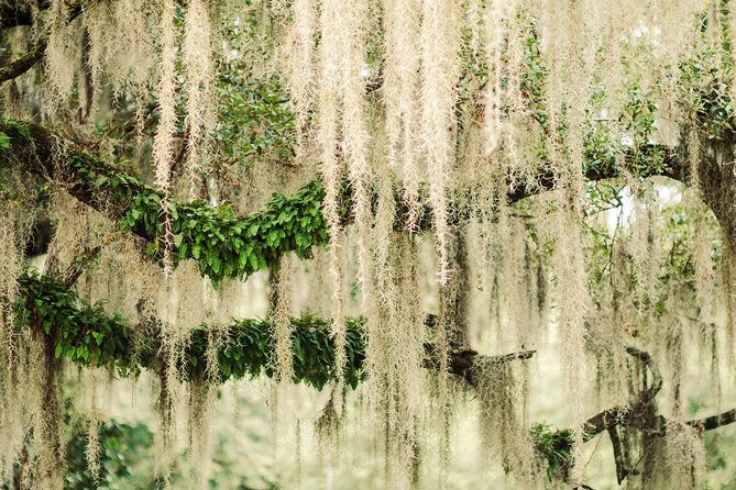 2-Hour Bonaventure Cemetery Walking Tour - What may not fit into the two-hour route