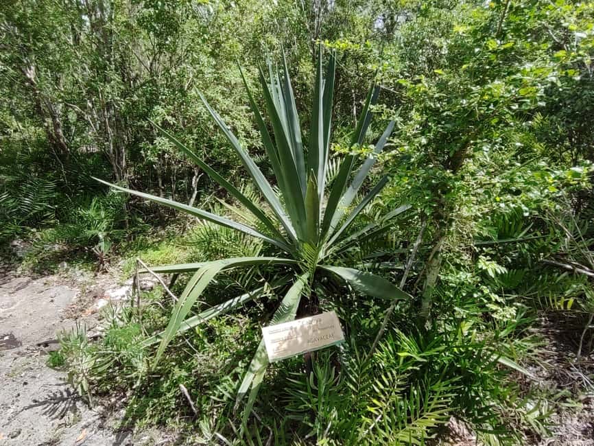 Bayahibe: National Park Jungle Walk & Snorkeling in Cenotes - Who Will Enjoy This Tour Most?