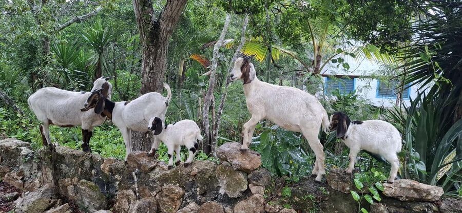 Bayahibe: National Park Jungle Walk & Snorkeling in Cenotes - The Return Walk and Post-Tour Aperitif