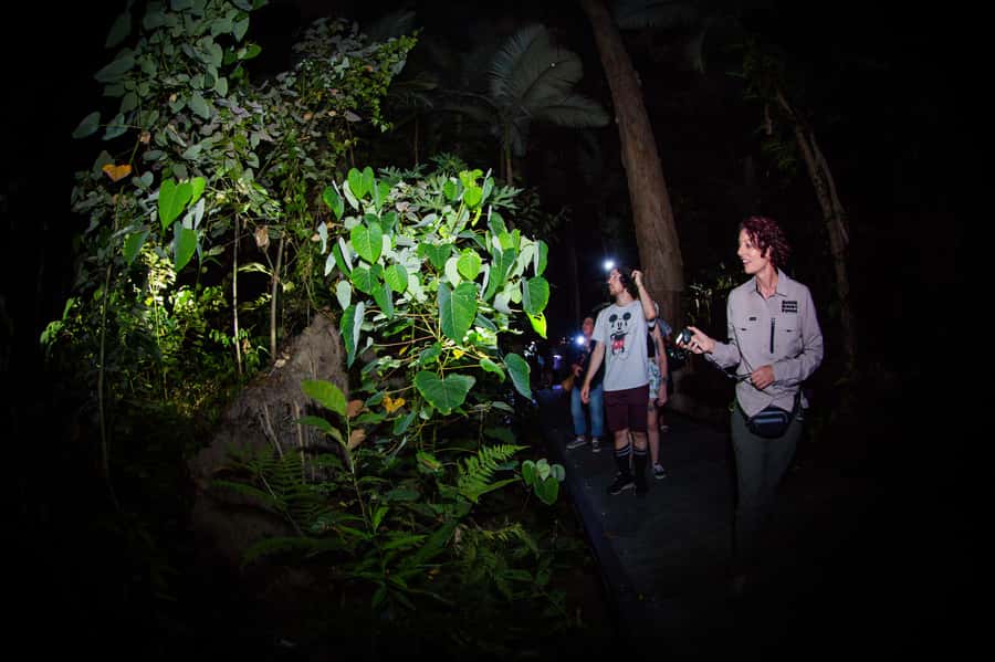 Cairns: Night Walk in Cairns Botanic Gardens - Quick reasons to consider this night walk