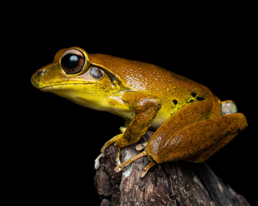 Cairns: Night Walk in Cairns Botanic Gardens - Photography, phones, and camera hire