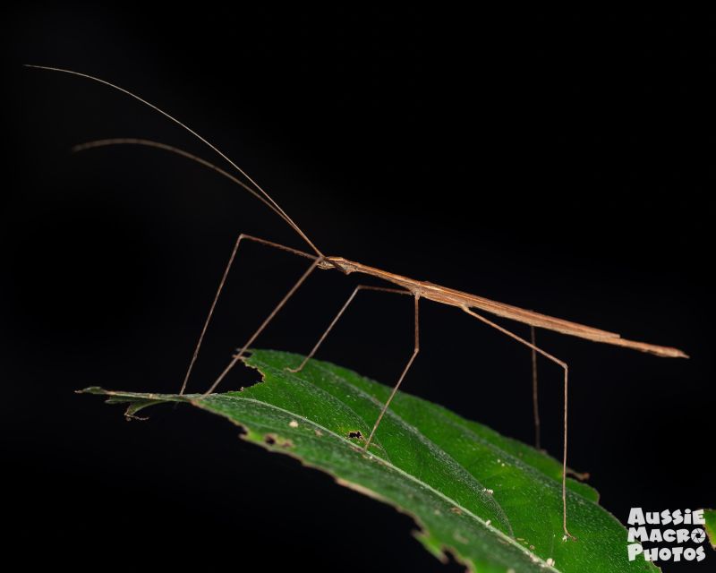 Cairns: Night Walk in Cairns Botanic Gardens - Price, timing, and the type of value you get