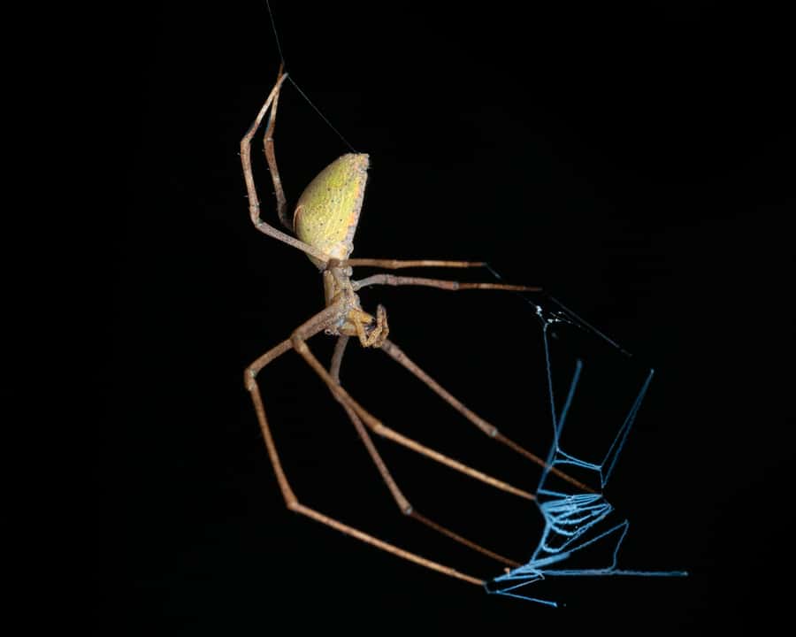 Cairns: Night Walk in Cairns Botanic Gardens - Who should book this experience