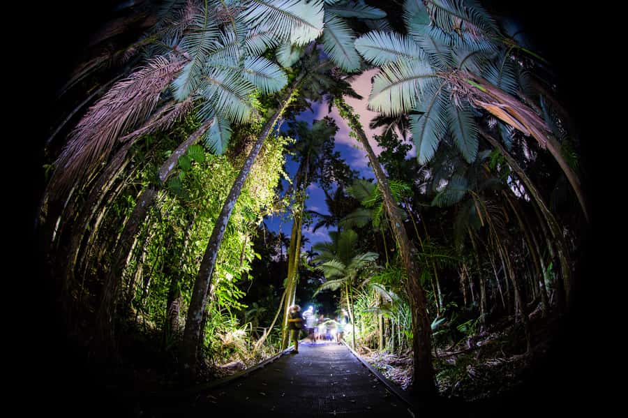 Cairns: Night Walk in Cairns Botanic Gardens - Meeting at Collins Avenue and getting ready