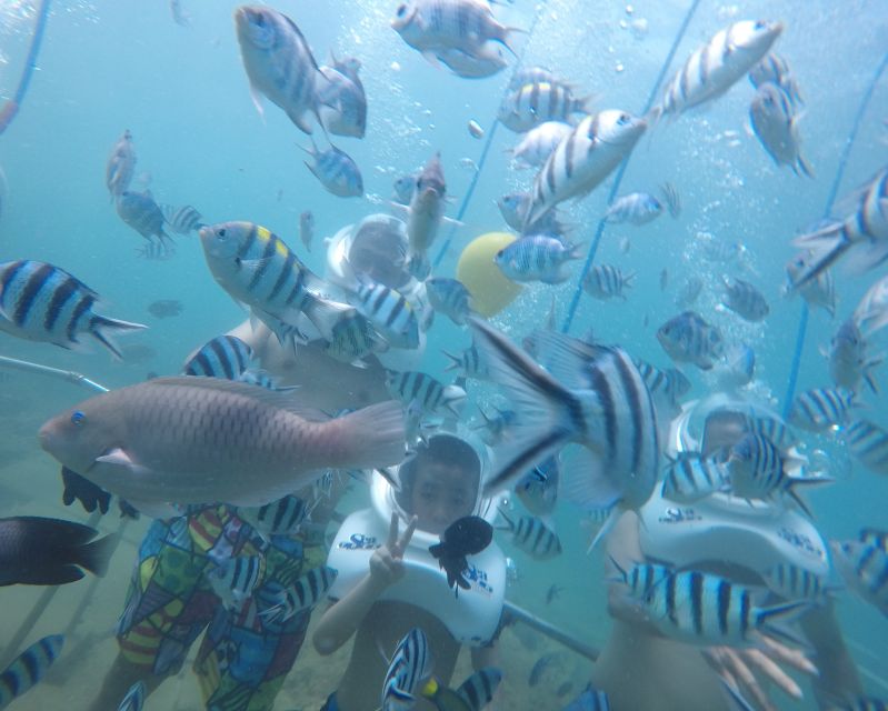 Cham Island: Underwater Walking & Snorkeling Tour - Key points to know before you book