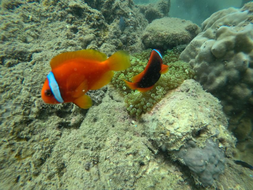 Cham Island: Underwater Walking & Snorkeling Tour - What the marine life is really like