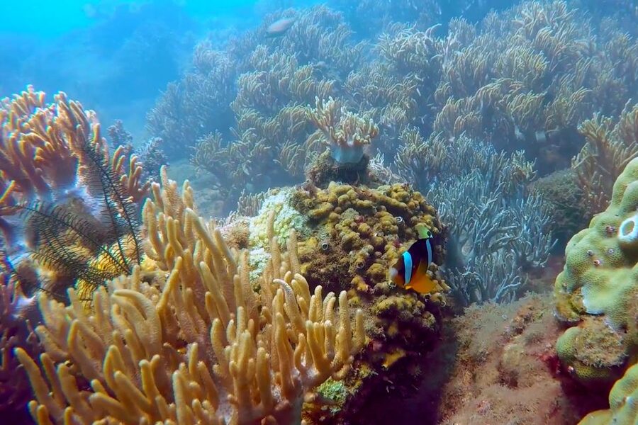 Cham Island: Underwater Walking & Snorkeling Tour - Practical advice for a smoother day