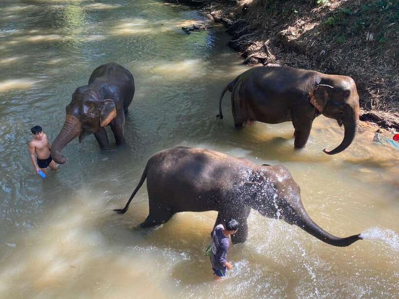 Chiang Mai Untouched Elephant: Nature Walk & Waterfall Trek - What this Chiang Mai elephant experience gets right