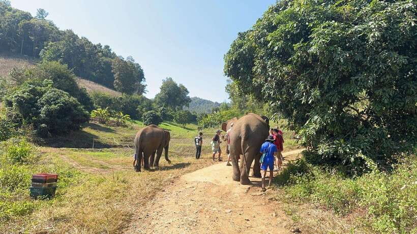 Chiang Mai Untouched Elephant: Nature Walk & Waterfall Trek - Walking with elephants through the jungle