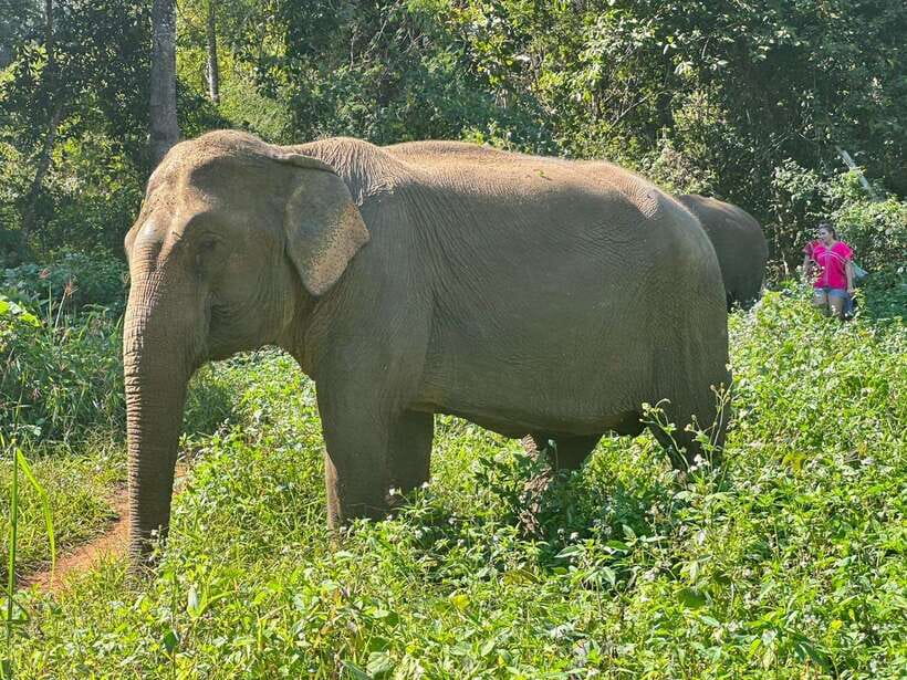 Chiang Mai Untouched Elephant: Nature Walk & Waterfall Trek - Mud, river water, and the most playful part of the day