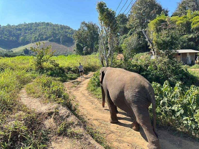 Chiang Mai Untouched Elephant: Nature Walk & Waterfall Trek - Who will enjoy this day most?