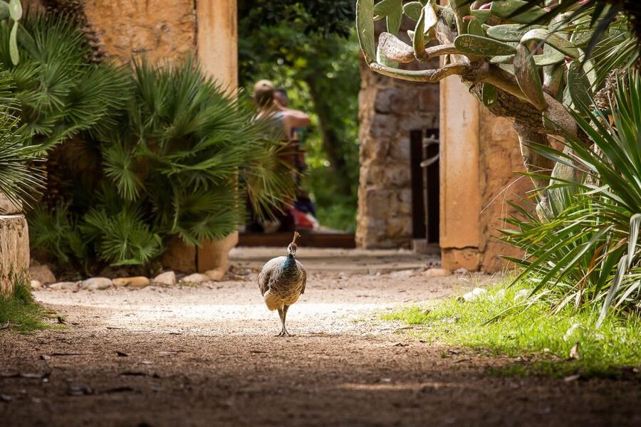 Dubrovnik: Game of Thrones&Lokrum Island Walking Tour - Meeting at Pile Square and entering Lovrijenac