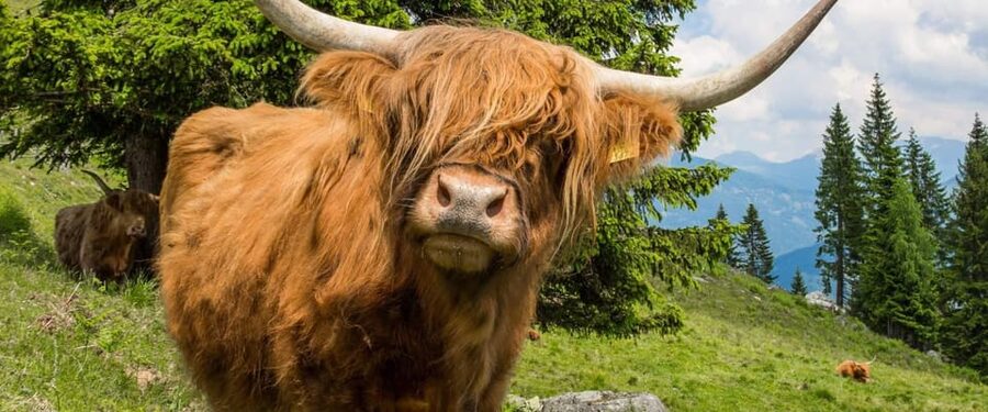 Edinburgh: Loch Ness, Scenic Walk, Glencoe & Whisky Day Tour - Fish and chips, then the road home