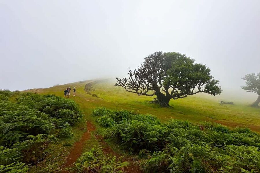Fanal / Assobiadores - Levada Walk - From Paul da Serra to Fanal in one long day