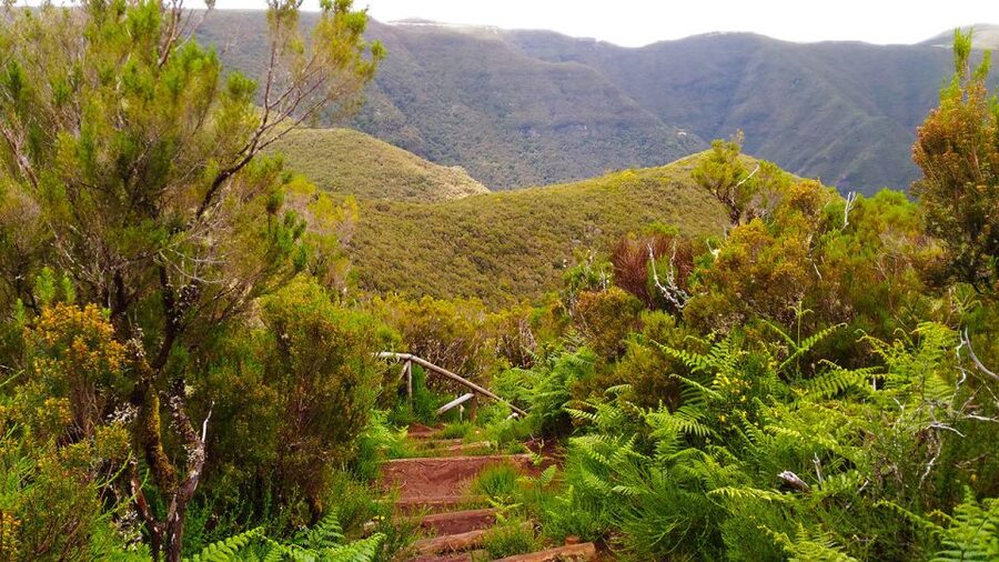 Fanal / Assobiadores - Levada Walk - The Ribeira da Janela viewpoint
