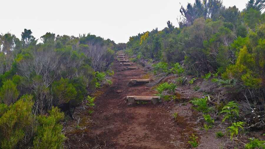 Fanal / Assobiadores - Levada Walk - Entering Fanal’s Laurissilva forest