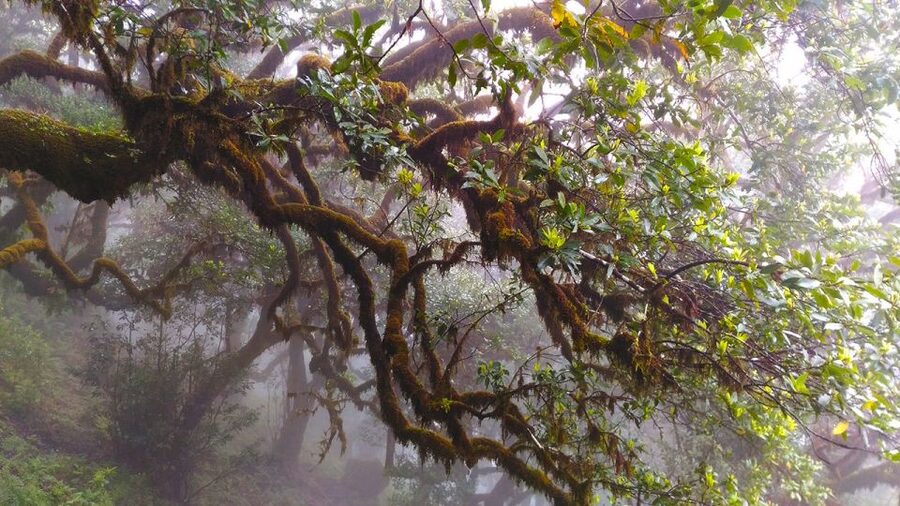 Fanal / Assobiadores - Levada Walk - How hard is this eight-hour walk?