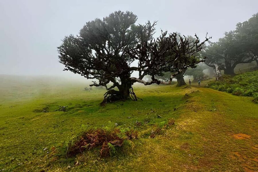 Fanal / Assobiadores - Levada Walk - Starting high on the Paul da Serra plateau