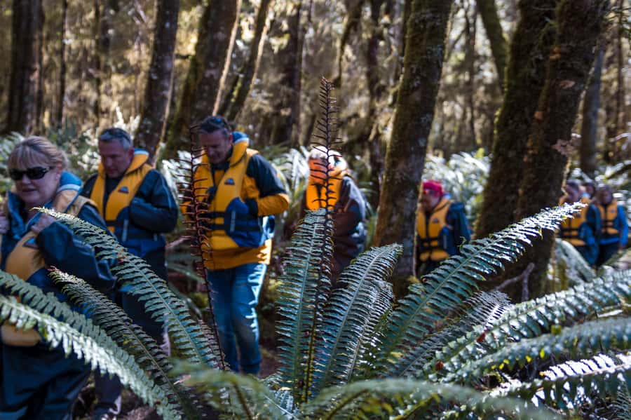 Fiordland: Jet Boat & Nature Walk Experience from Te Anau - What the $116 price really gets you