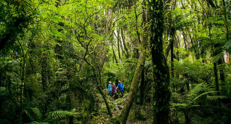 Fox Glacier: Half Day Walking & Nature Tour with Local Guide - Key points at a glance