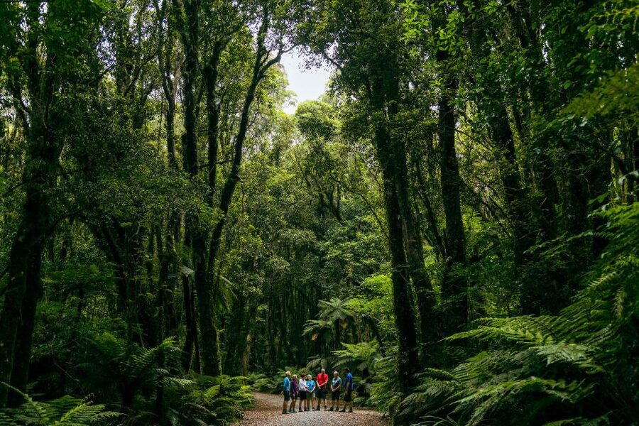 Fox Glacier: Half Day Walking & Nature Tour with Local Guide - A hot drink beside the valley