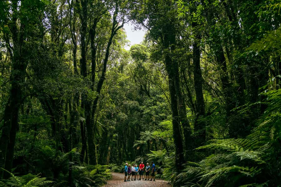 Fox Glacier: Half Day Walking & Nature Tour with Local Guide - Rain is normal, not an exception
