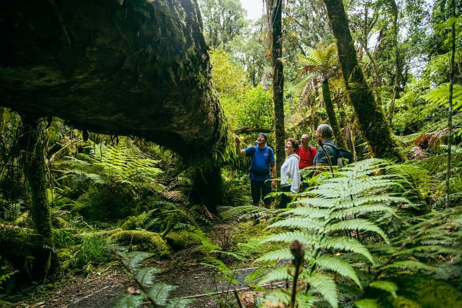 Fox Glacier: Half Day Walking & Nature Tour with Local Guide - How hard is the three-and-a-half-hour walk?