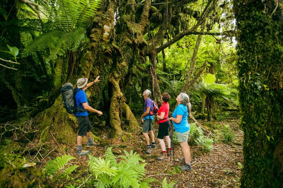 Fox Glacier: Half Day Walking & Nature Tour with Local Guide - What the $65 price really covers