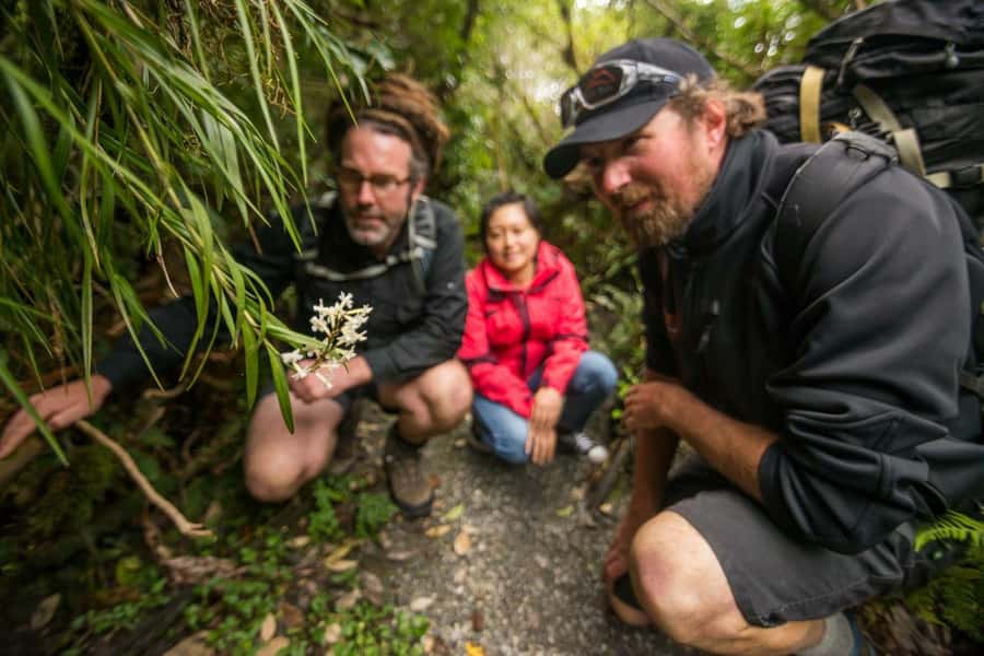 Franz Josef: Franz Josef Glacier Lookout Guided Walk - Who should book this walk?