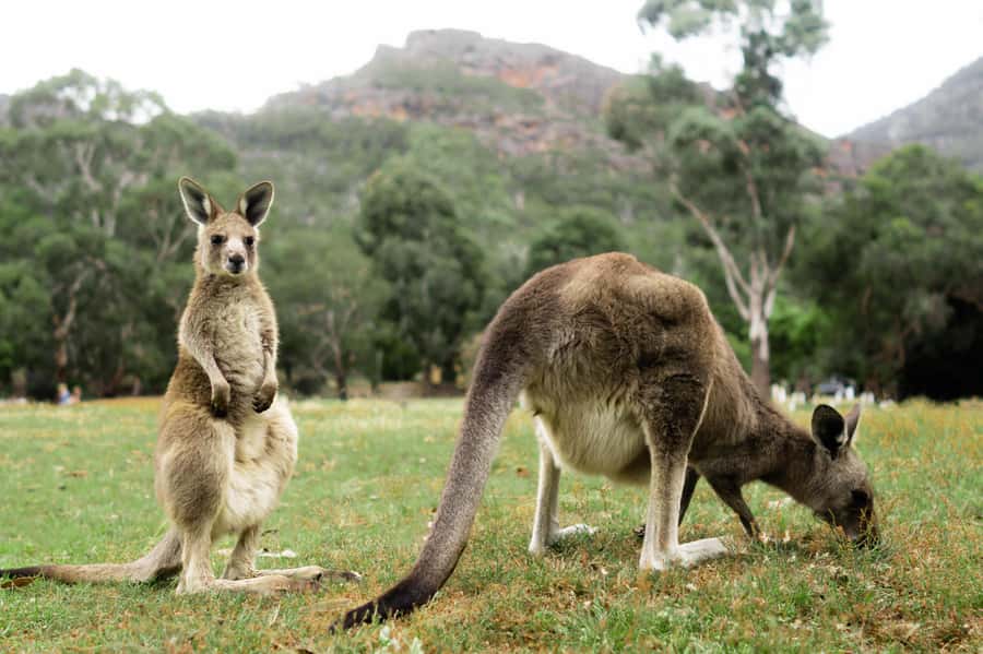 From Melbourne: Grampians National Park Small Group Tour - First views of Gariwerd and the Aboriginal story