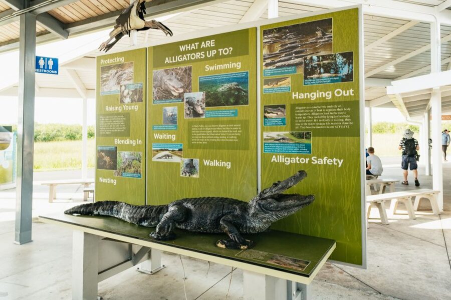 From Miami: Everglades Airboat Ride and Nature Walk - What you may see in the wild