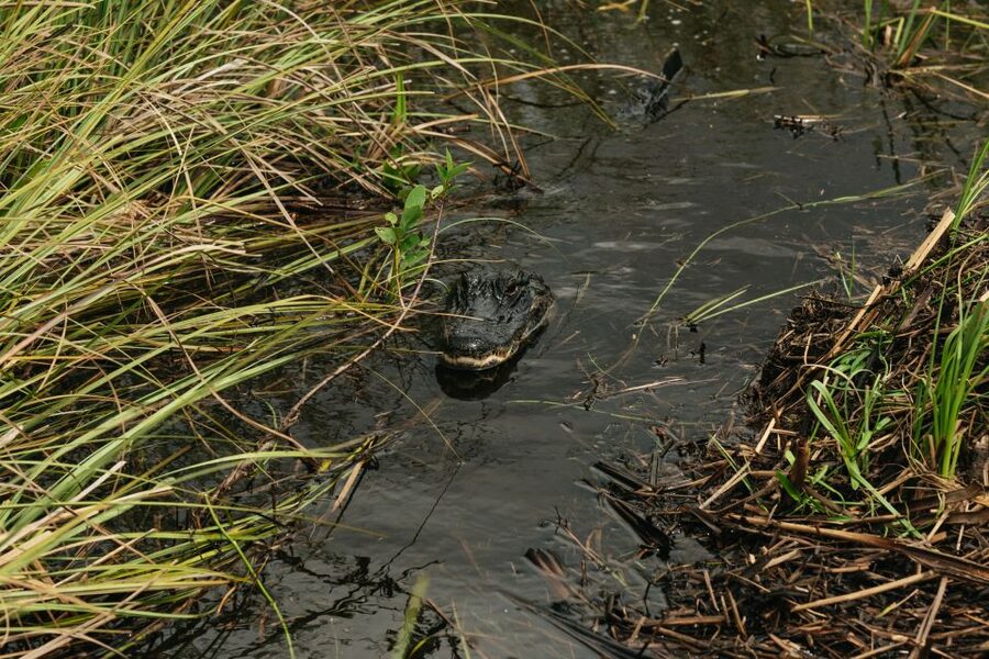 From Miami: Everglades Airboat Ride and Nature Walk - Food, equipment, and comfort along the way