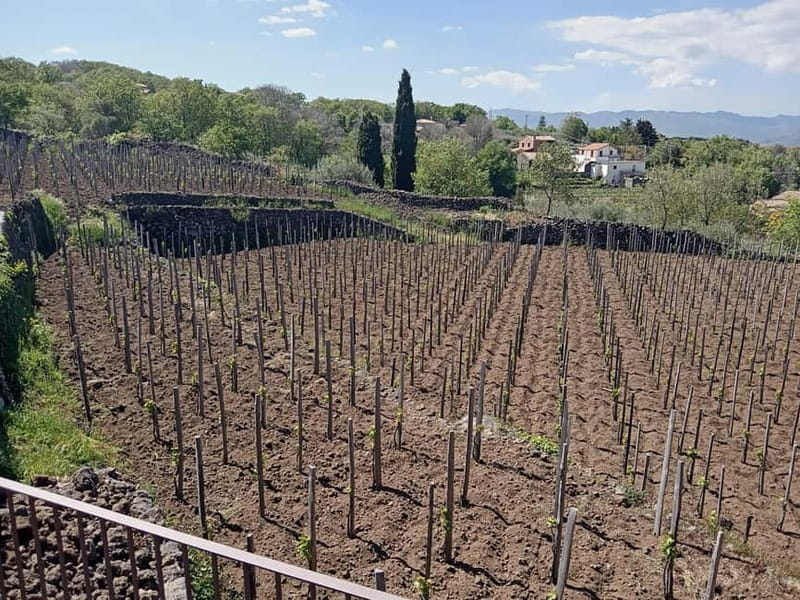 From Taormina: Etna Walking Tour and Wine Tasting in Winery - Weather, clothing, and physical effort