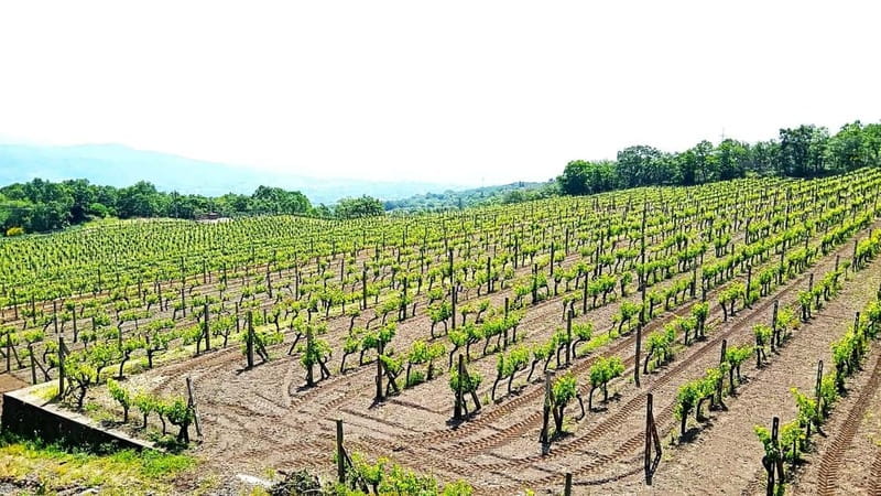 From Taormina: Etna Walking Tour and Wine Tasting in Winery - Who should book this Etna experience?