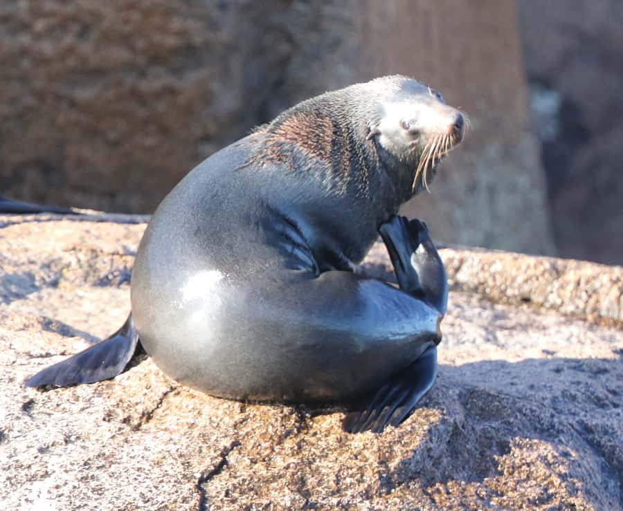 From Triabunna: Maria Island Cruise & Guided Walk with Lunch - Ile Des Phoques and the wildlife watch