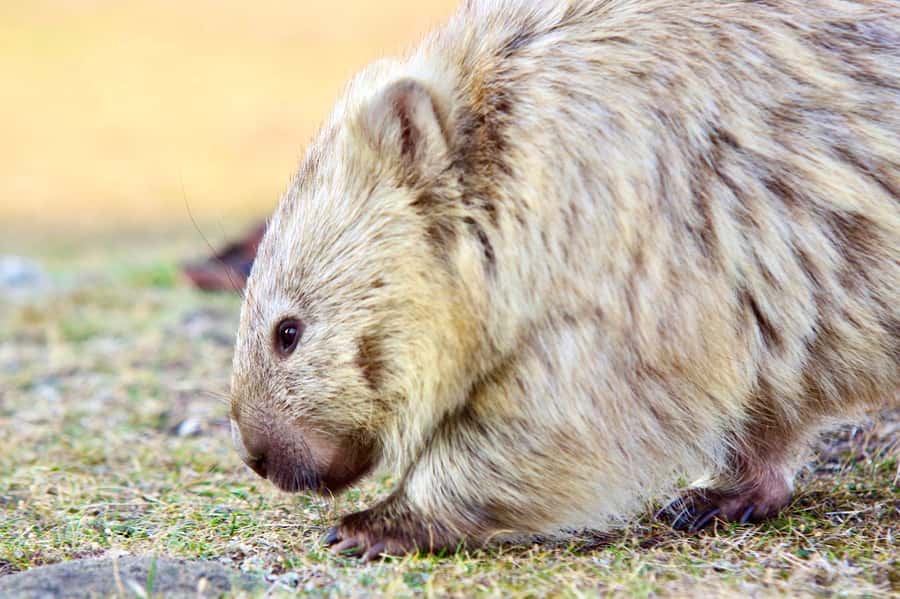 From Triabunna: Maria Island Cruise & Guided Walk with Lunch - Should you book it?