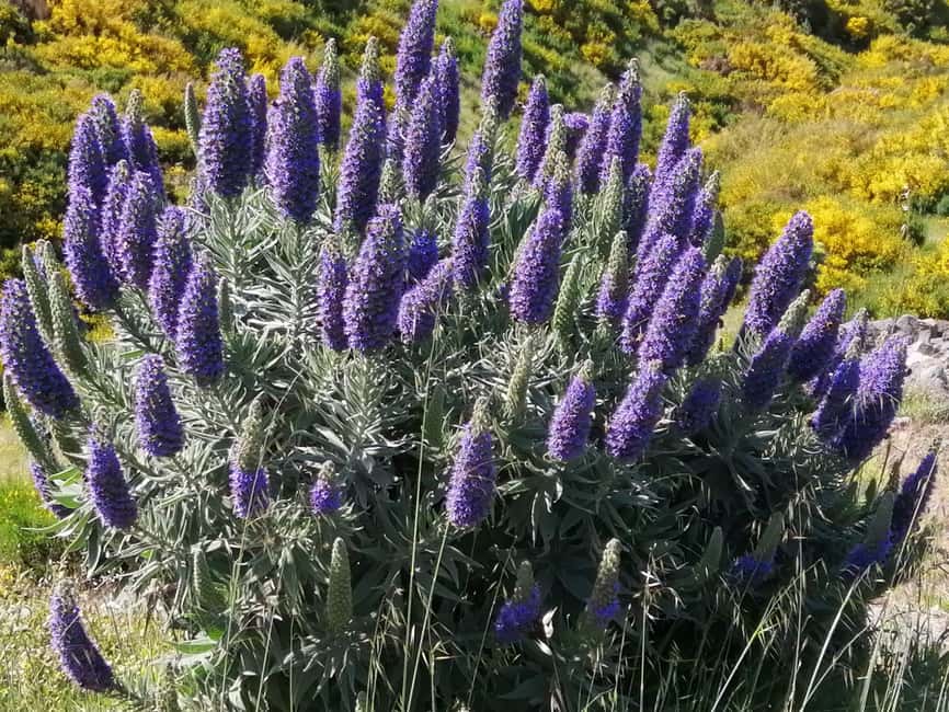 Funchal: Nuns Valley Easy Walk with Mountain Surroundings - Pico dos Barcelos gives you Funchal in one sweep