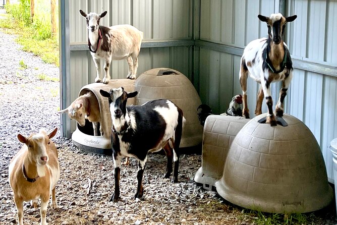 Gem Mining and Goat Farm Walking Tour in Hendersonville - The crystal and fossil store