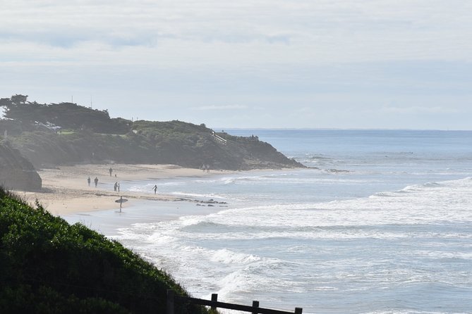 Great Ocean Road Tour Plus Koalas, Forest Walk and Morning Tea - Kennett River is the wildlife highlight