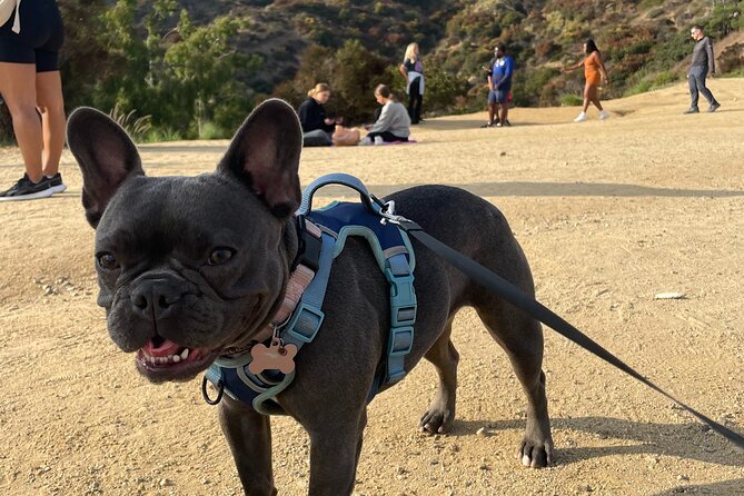 Hollywood Sign 2.5-Hour Tour with Comedians and Their Dogs - Pace, group size, and fitness concerns