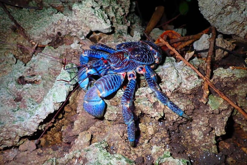 Ishigaki: Jungle Walk and Stargazing Night Tour - Key points to know before booking