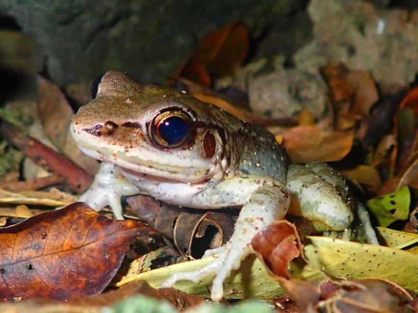 Ishigaki: Jungle Walk and Stargazing Night Tour - The one-hour jungle search