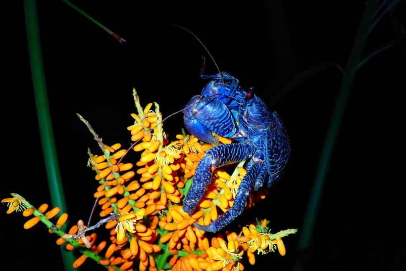 Ishigaki: Jungle Walk and Stargazing Night Tour - What you might actually see