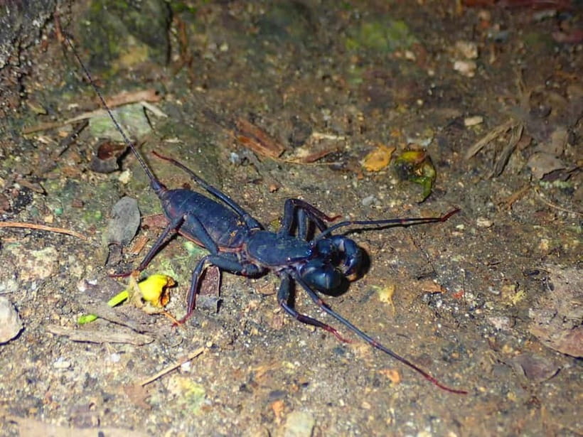 Ishigaki: Jungle Walk and Stargazing Night Tour - Guides, language, and the feel of the outing
