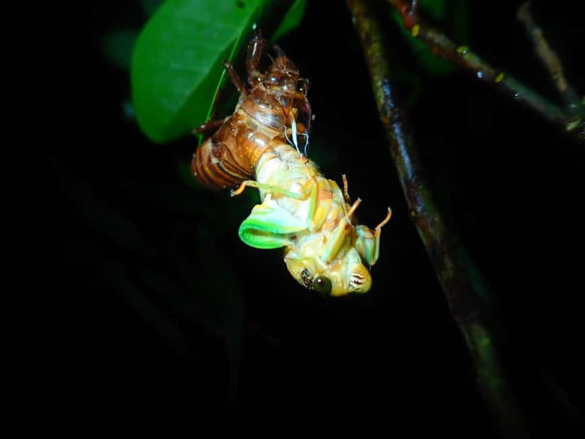Ishigaki: Jungle Walk and Stargazing Night Tour - Is $31 a fair price?