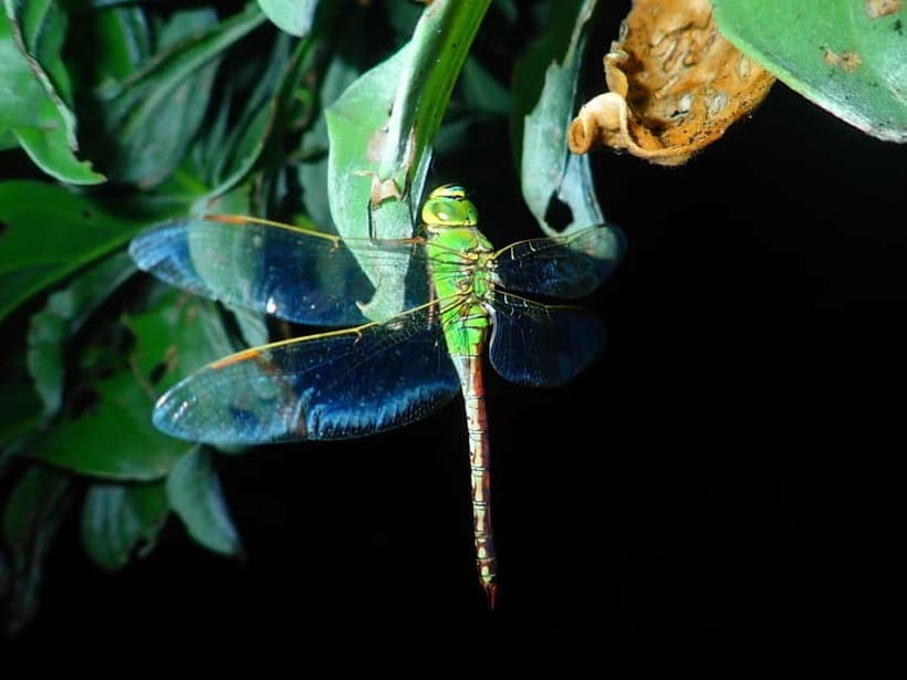 Ishigaki: Jungle Walk and Stargazing Night Tour - What to wear and what to know before you go