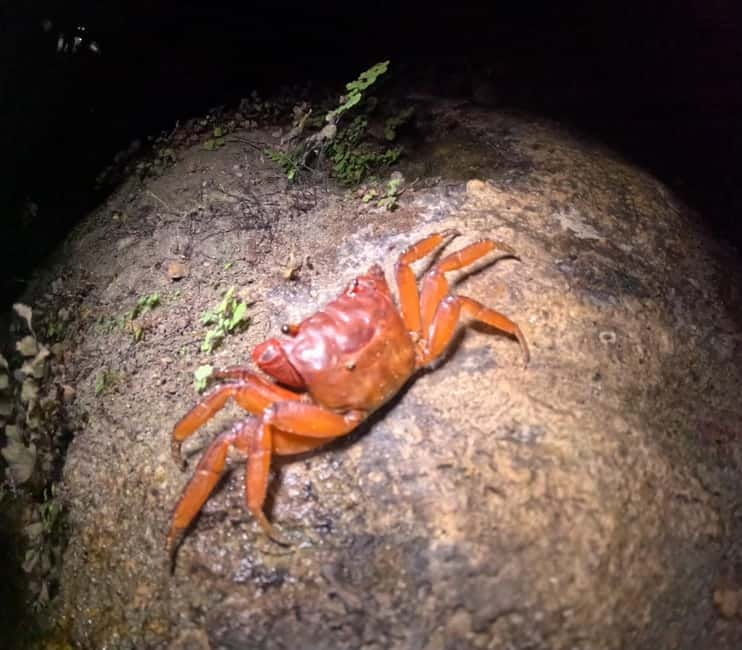 Ishigaki: Jungle Walk and Stargazing Night Tour - Who should book this Ishigaki night tour?