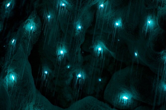 Kawiti Glow Worm Cave Tour & Opua Forest Walk - The essential points at a glance