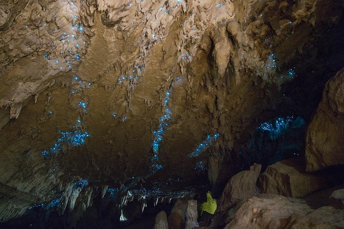 Kawiti Glow Worm Cave Tour & Opua Forest Walk - Why this four-hour outing works