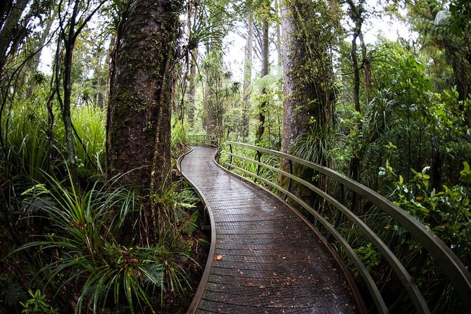 Kawiti Glow Worm Cave Tour & Opua Forest Walk - Opua Forest and the ancient kauri